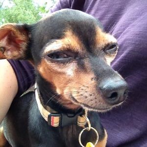 Meet your Posher, Willow